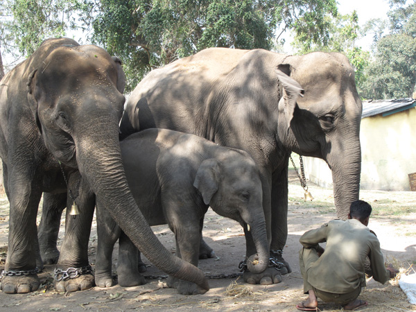 Elephants at Bandipur national Park