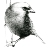 Sparrow sitting on a branch