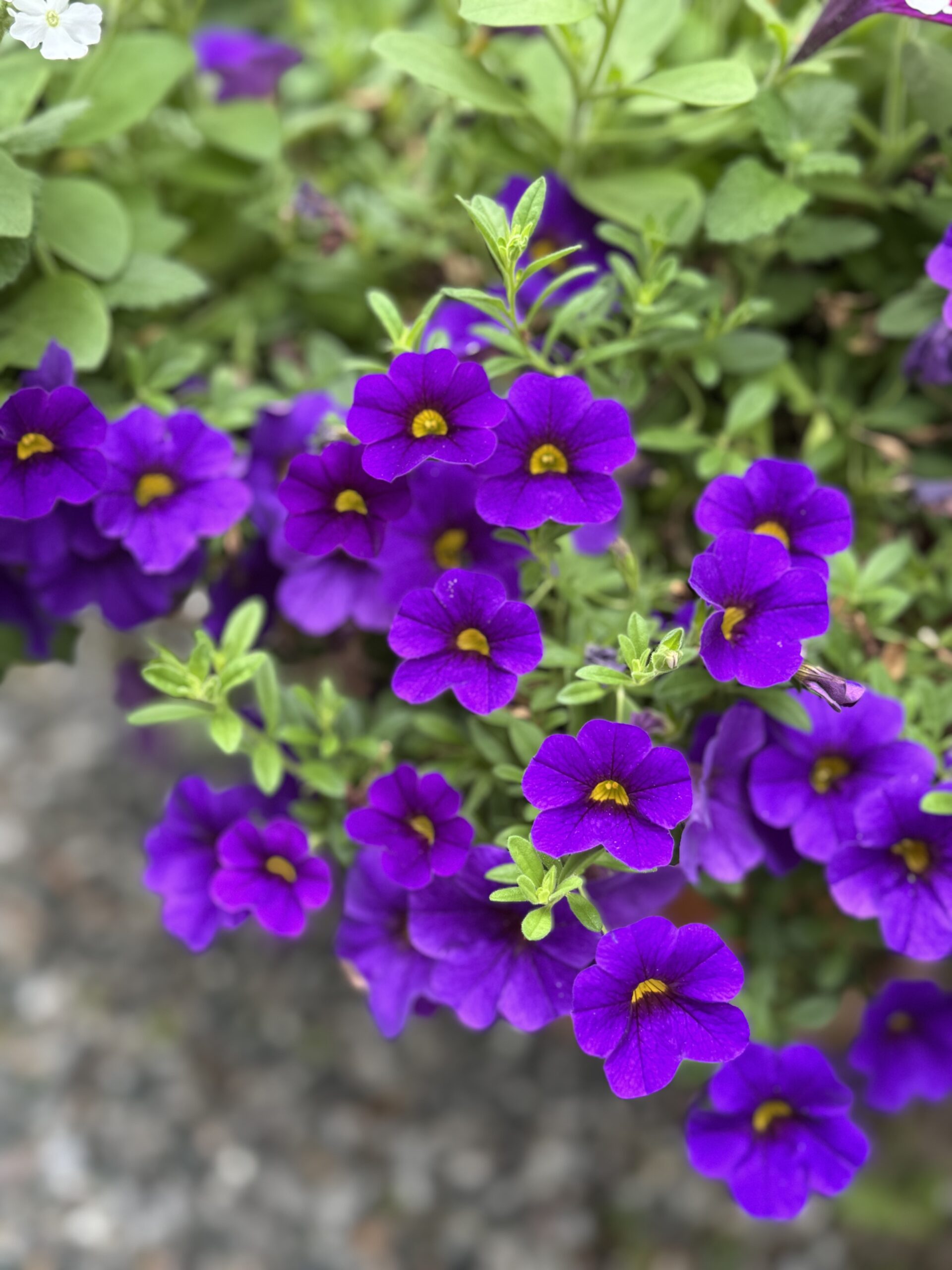 Purple flowers close-up
