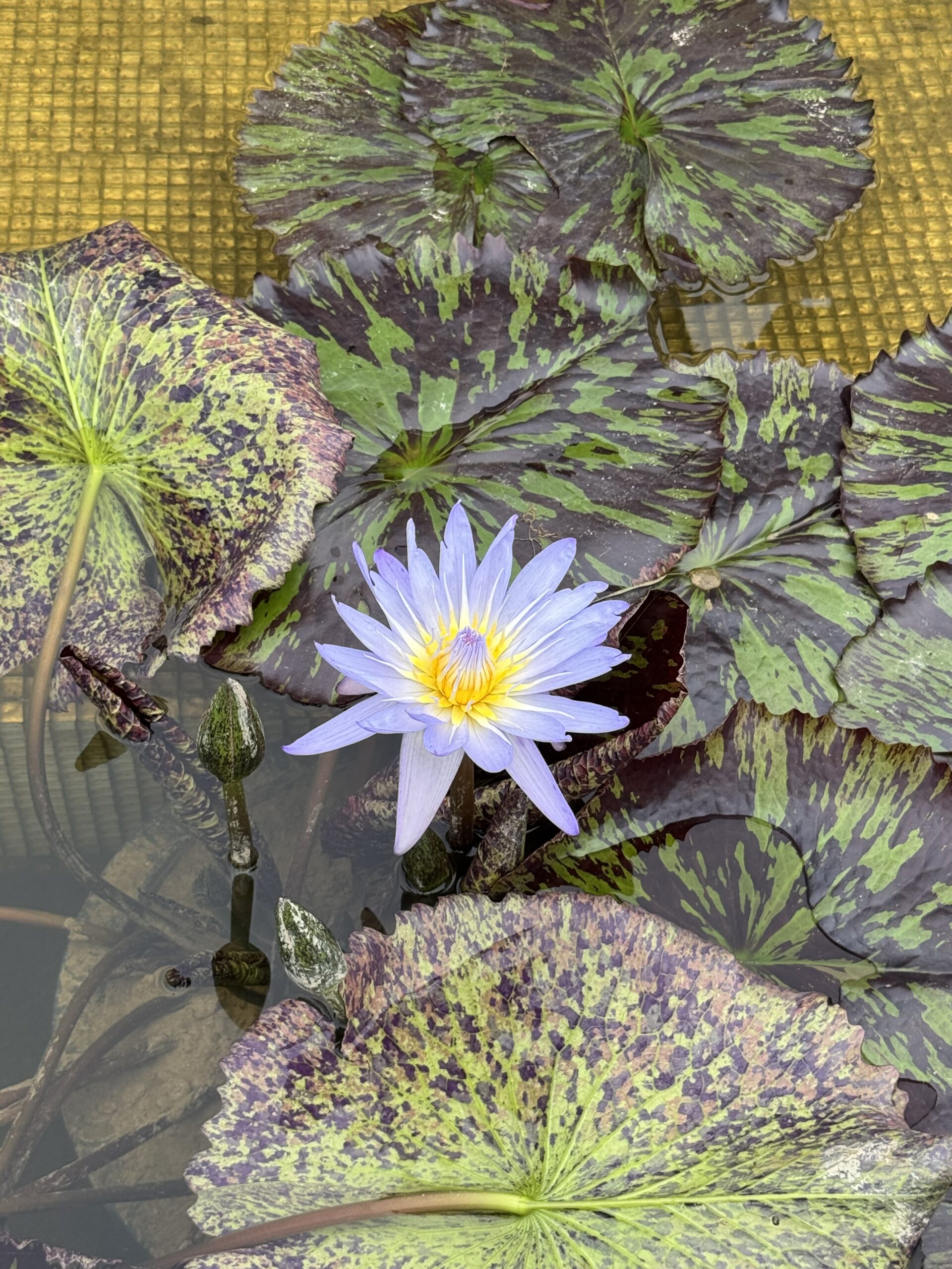 Pale mauve coloured water lilly with leaves
